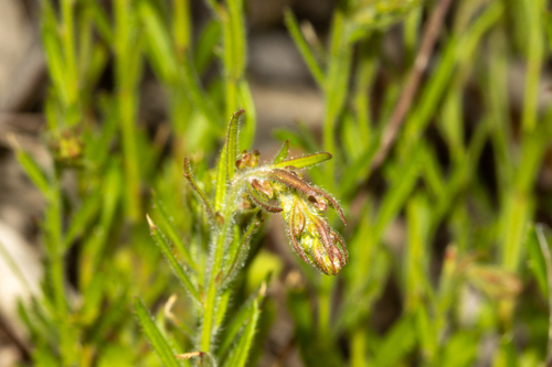 Gonocarpus elatus (Gonocarpus elatus)