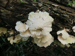 Flabellophora