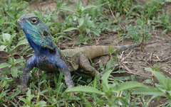 Acanthocercus atricollis