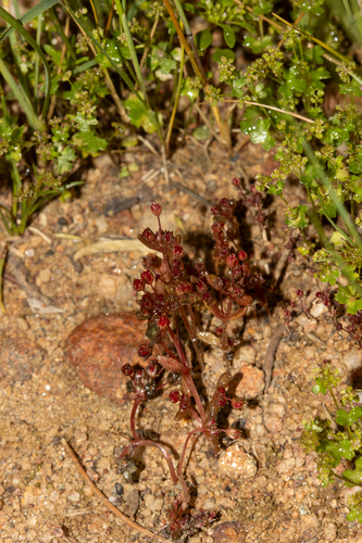 Crassula closiana
