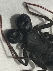 Thelyphonidae