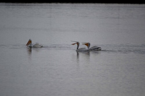 American White Pelican photographed in Montana