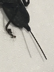 Thelyphonidae