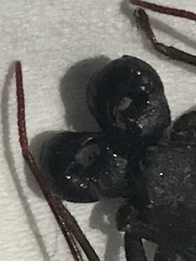 Thelyphonidae