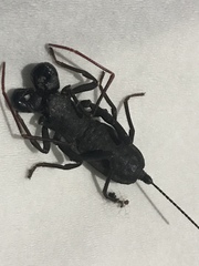 Thelyphonidae