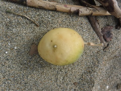Passiflora edulis flavicarpa