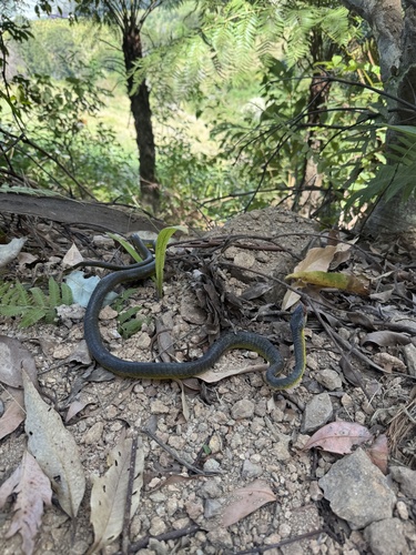 Common Tree Snake sighting