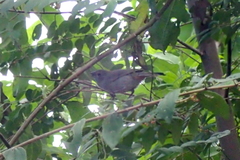 Melopyrrha violacea