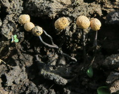 Poronia pileiformis