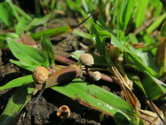 Poronia pileiformis