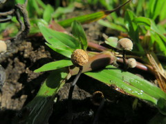 Poronia pileiformis