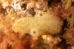 Ascidiella aspersa