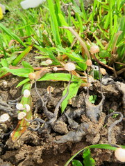 Poronia pileiformis