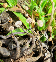 Poronia pileiformis
