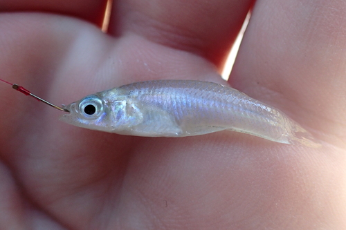 Bahama gambusia (Gambusia manni) — Poeciliidae — 3
