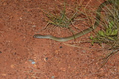 Pseudechis australis