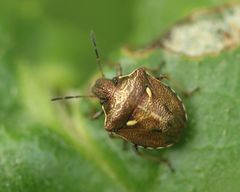 Eysarcoris aeneus