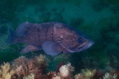 Acanthistius patachonicus