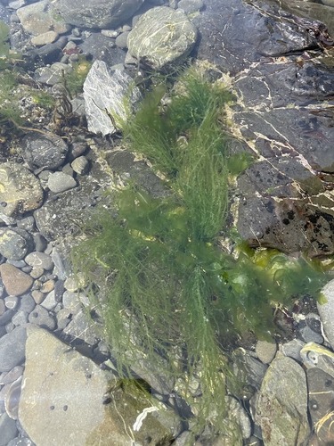 Ulva compressa observed 2025-10-03