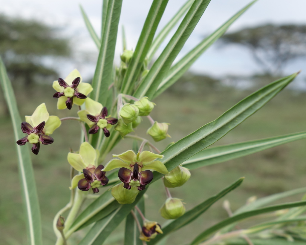 Gomphocarpus kaessneri