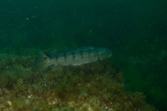 Pseudopercis semifasciata