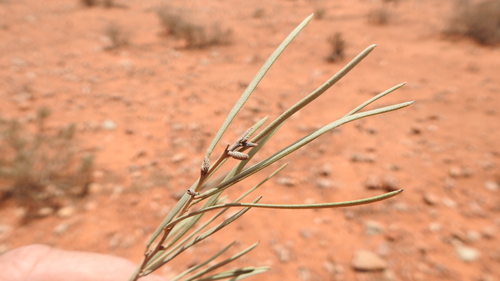 slender mulga (Acacia aptaneura)