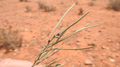 Acacia aptaneura
