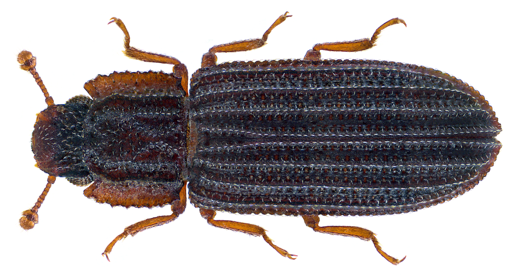 Microprius rufulus