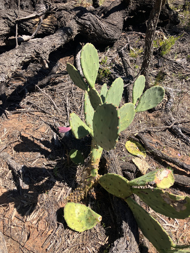 beach prickly pear