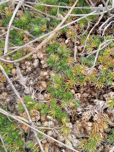 dense spikemoss