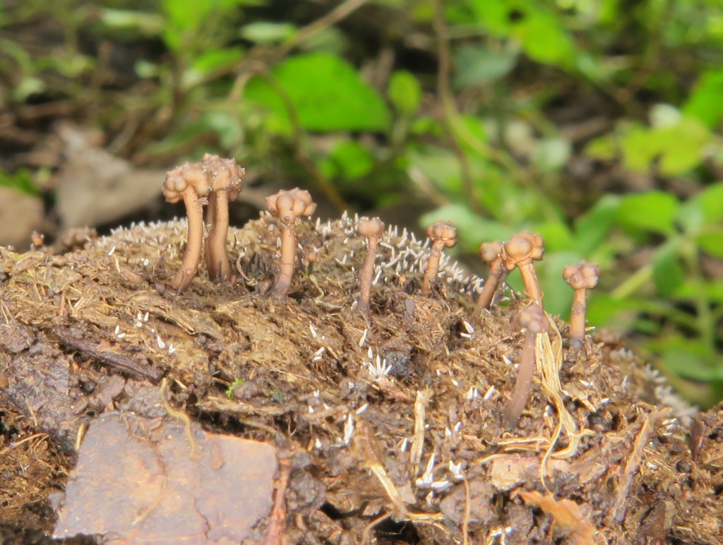 Podosordaria muli