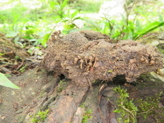 Podosordaria