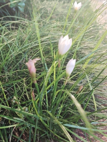 White rain-lily