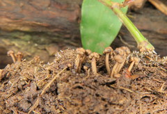 Podosordaria
