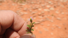 Vittadinia pterochaeta