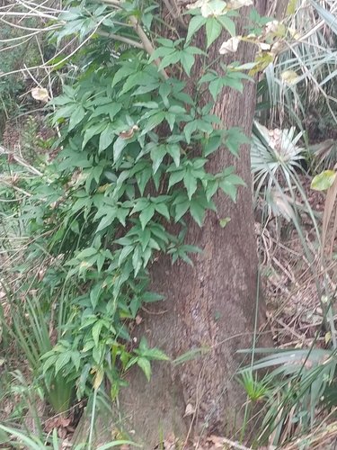 Syngonium podophyllum image