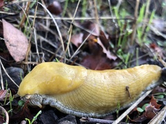 Ariolimax dolichophallus