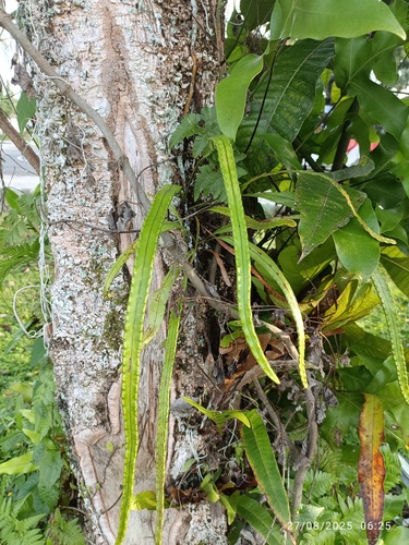 Lepisorus longifolius observed 2025-08-27