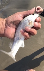 Menticirrhus littoralis