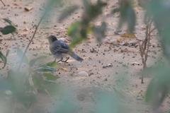 Pachycephala lanioides
