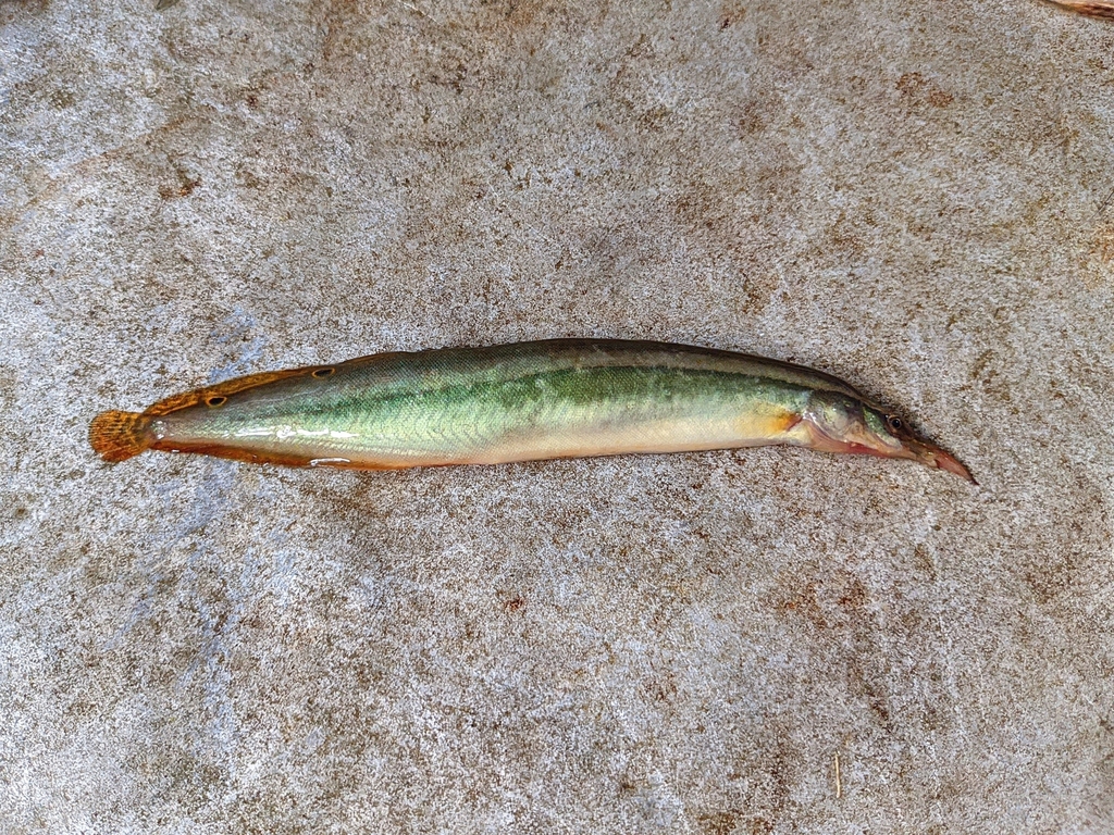 Spiny Eel