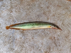Spiny Eel photo 1