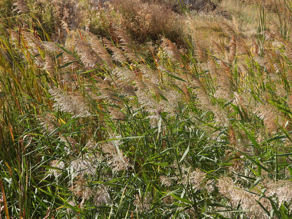 Common Reed Mt common reed from Grant County, WA, USA on October 4, 2025 at 11:46 AM ...