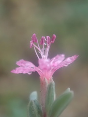 Frankenia salina