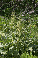 Veratrum viride eschscholtzianum