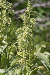 Veratrum viride eschscholtzianum