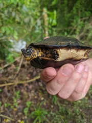 Rhinoclemmys melanosterna