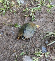 Rhinoclemmys melanosterna