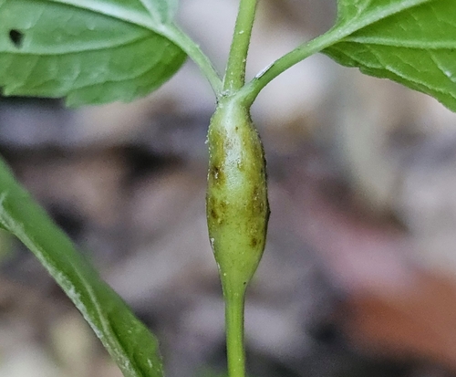Unknown species found near Hamilton County, US-OH, US