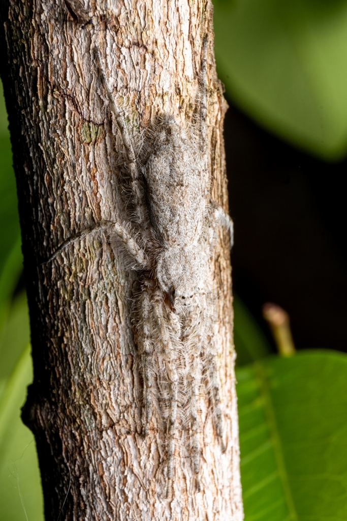 Senoculus fimbriatus